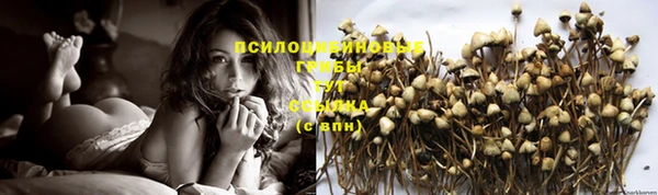прущие крисы Зеленокумск